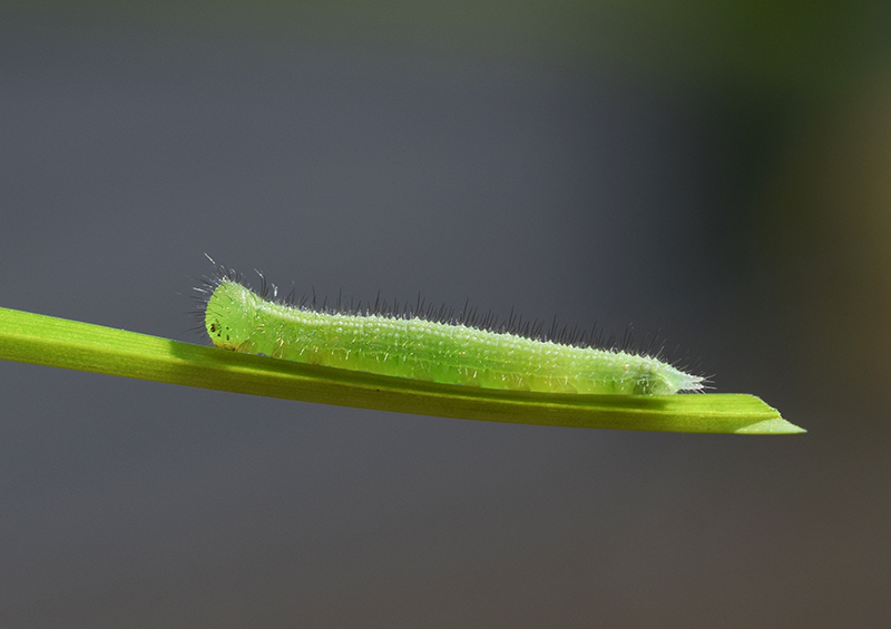 Pararge aegeria - Nymphalidae Satyrinae